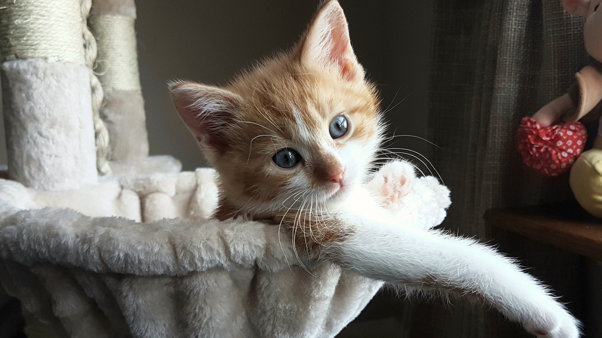 赛道与球场,当F1争冠焦点遇上独行侠的碾压风暴